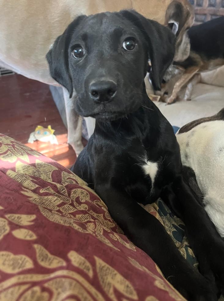 Vernon, Adoptable, Puppy Male Black Labrador Retriever.