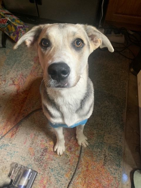 Enlarge Lilly, a Adopted mixed breed in Los Osos, CA image 1/7