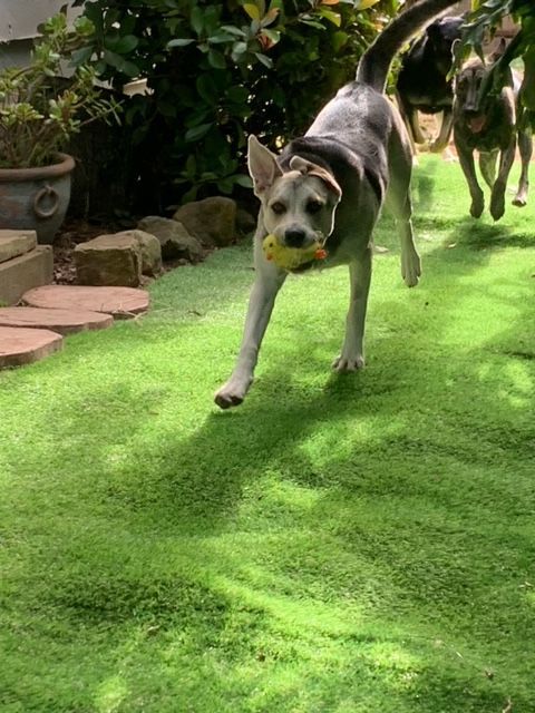 Enlarge Lilly, a Adopted mixed breed in Los Osos, CA image 2/7