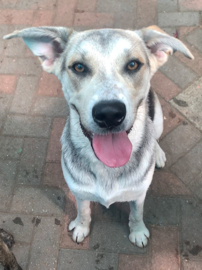 Enlarge Lilly, a Adopted mixed breed in Los Osos, CA image 3/7