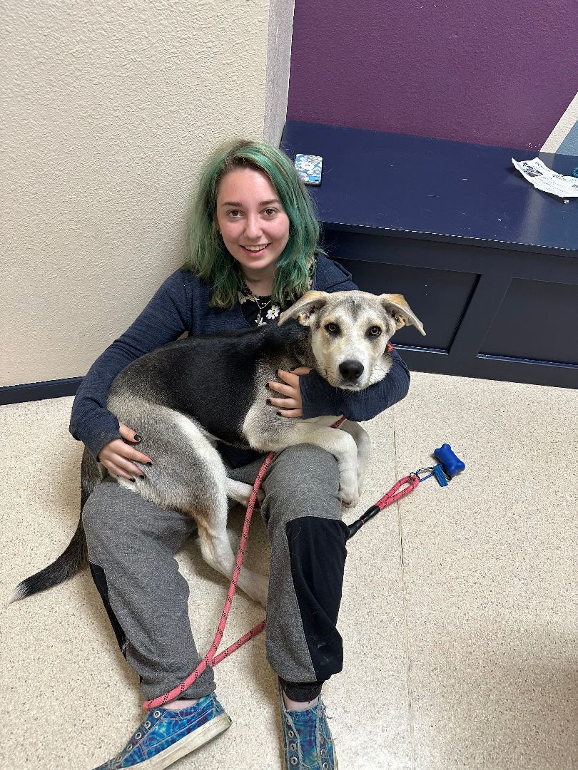 Lilly, Adopted, Puppy Female German Shepherd Dog & Beagle.