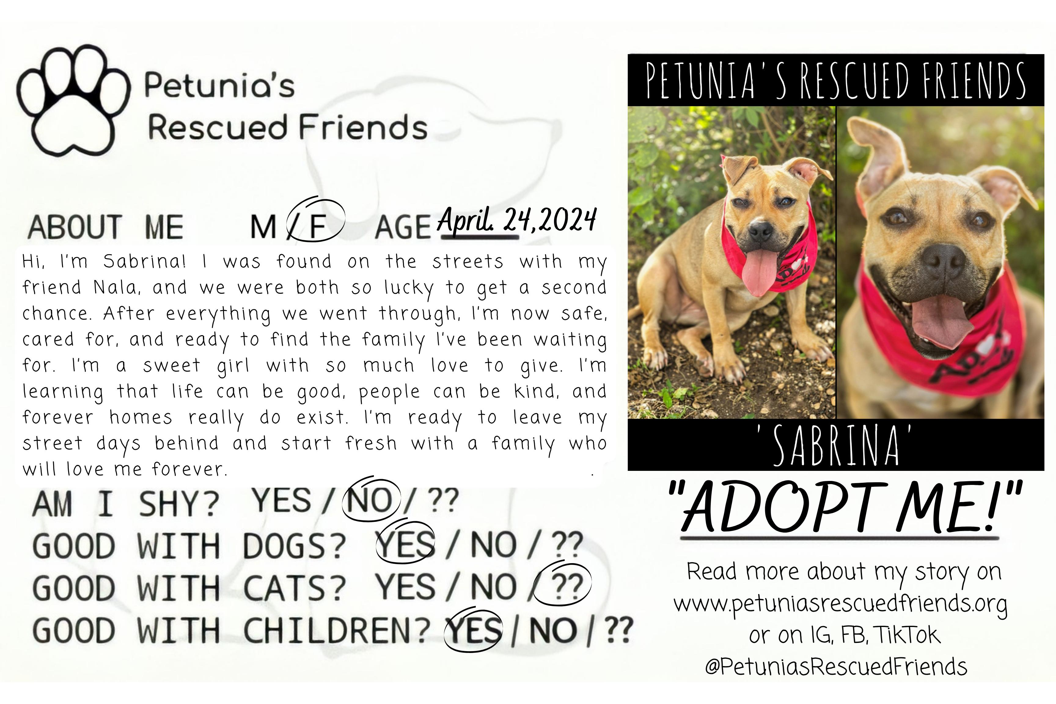 Enlarge Sabrina, an adopted mixed breed in Castroville, TX image 2/2