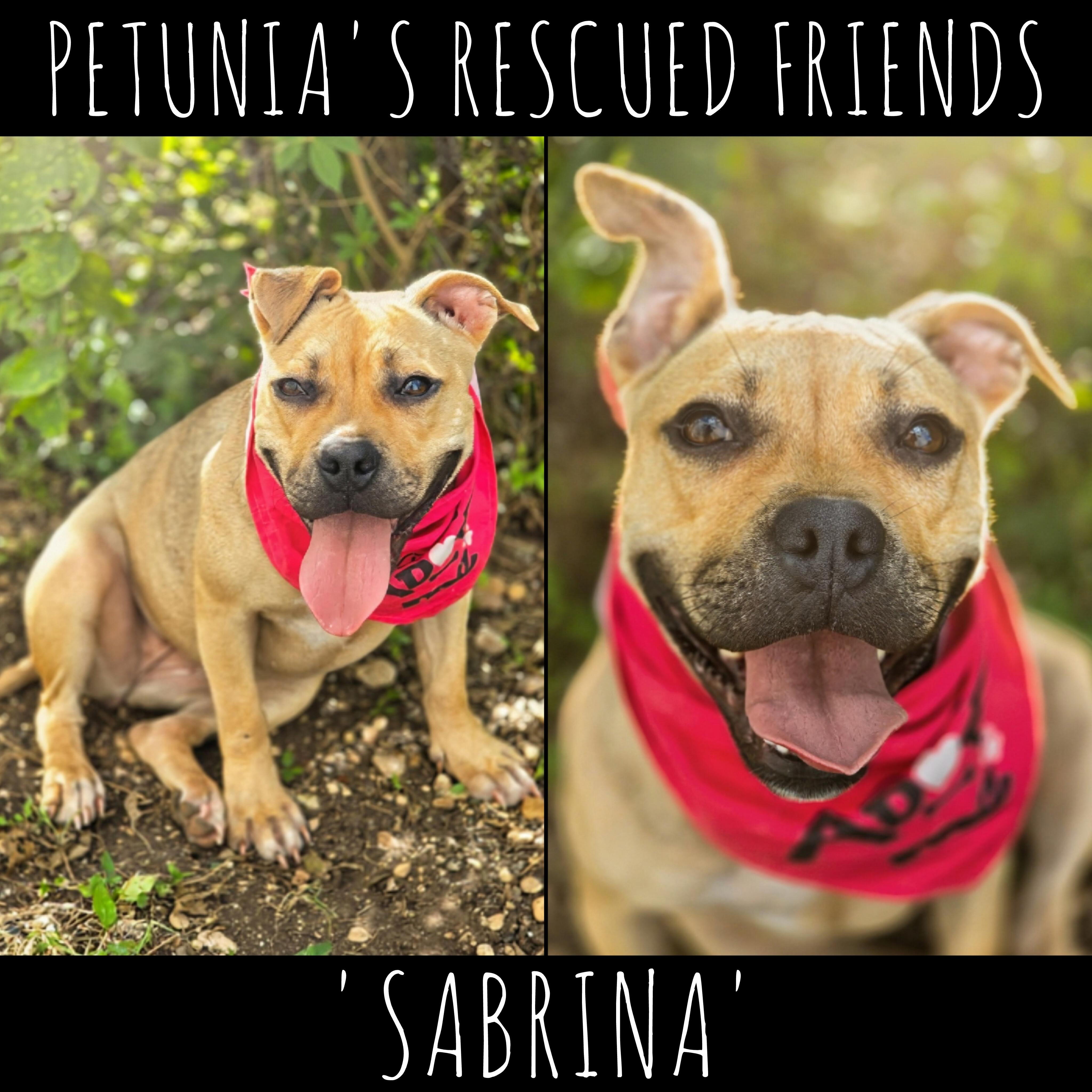 Sabrina, adopted, Young Female Pug.