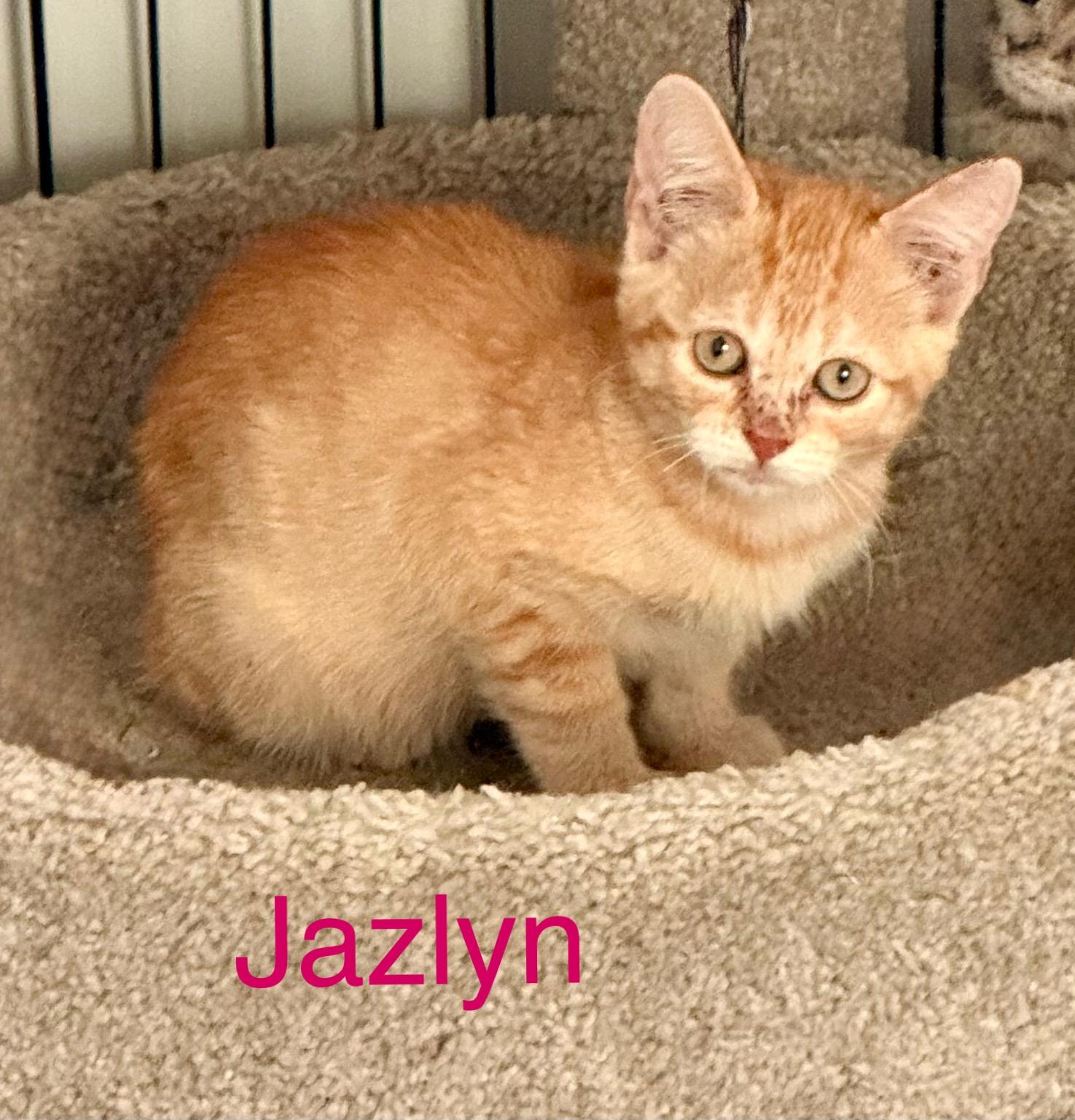 Jazlyn, an adoptable Tabby in Snyder, TX, 79550 | Photo Image 1