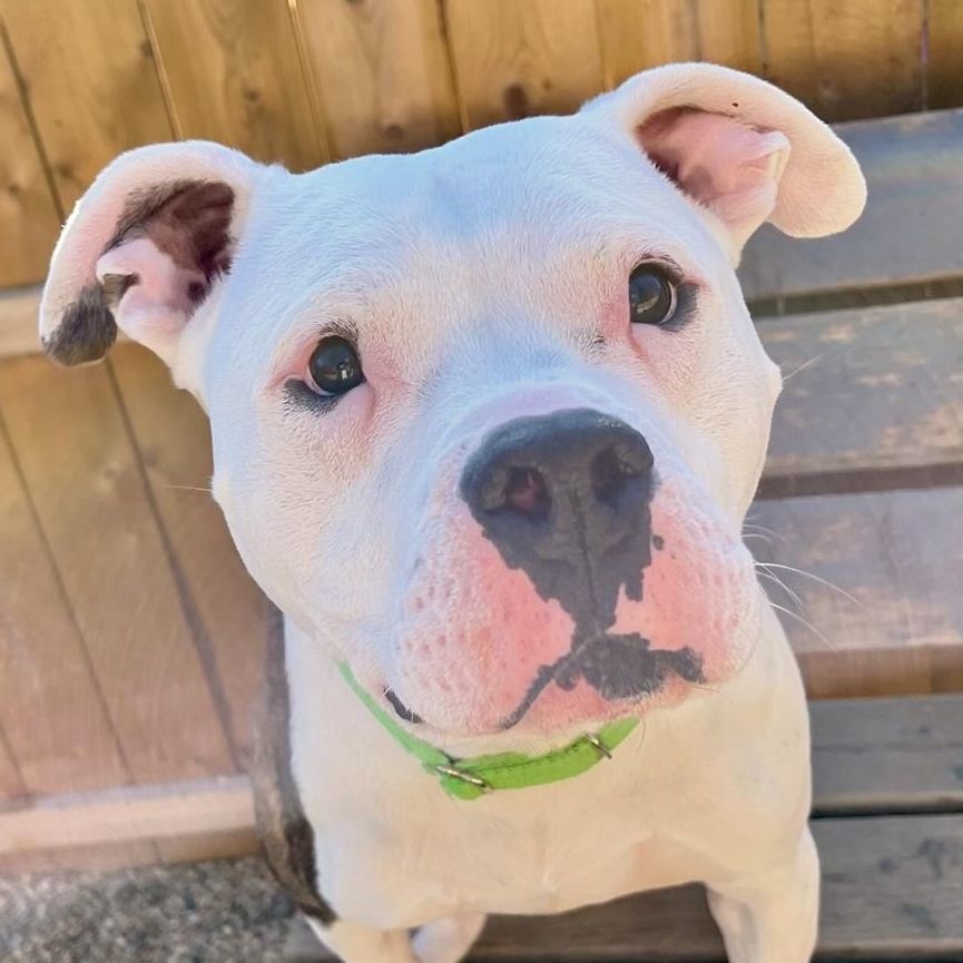 Enlarge Cosmo, a Adoptable mixed breed in Rochester, NY image 2/6