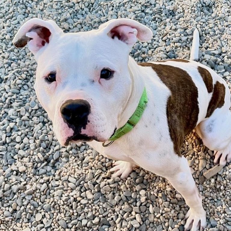 Enlarge Cosmo, a Adoptable mixed breed in Rochester, NY image 3/6