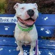 Enlarge Cosmo, a Adoptable mixed breed in Rochester, NY image 1/6