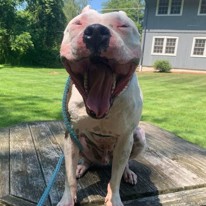 Enlarge Cosmo, a Adoptable mixed breed in Rochester, NY image 6/6