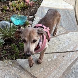 Neapolitan — thumbnail 2