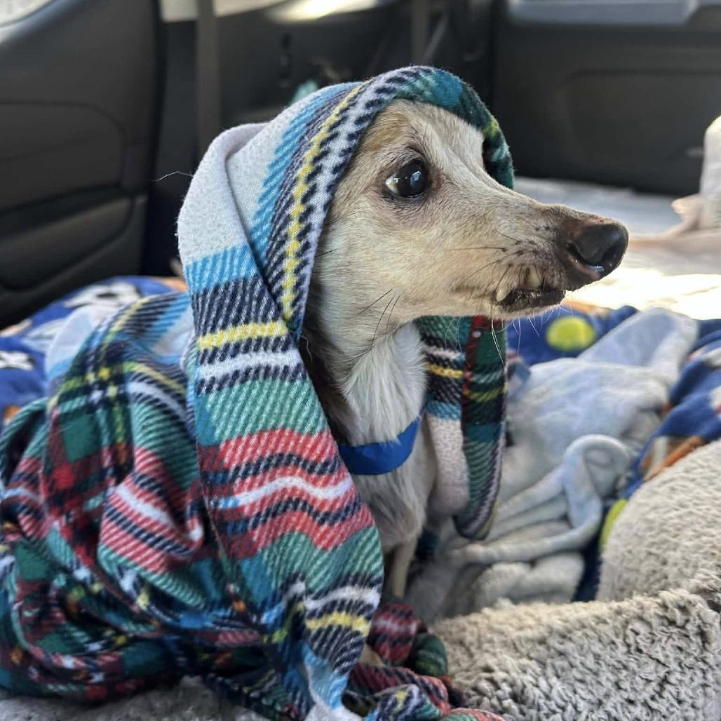 Neapolitan — thumbnail 3