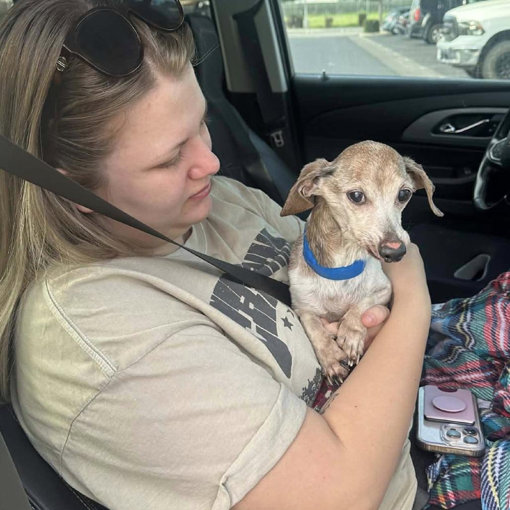 Neapolitan — thumbnail 4