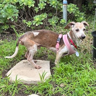 Neapolitan — thumbnail 5