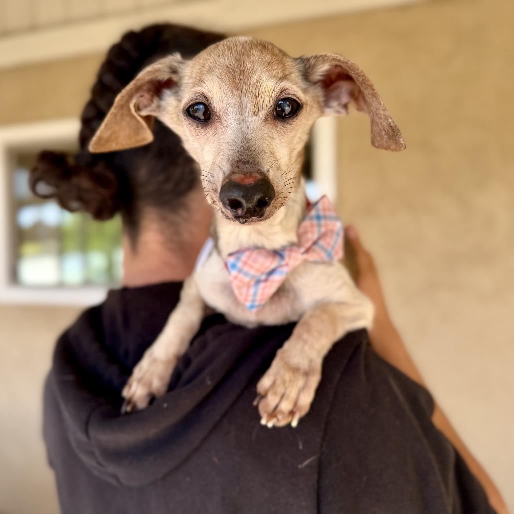 Neapolitan — thumbnail 6