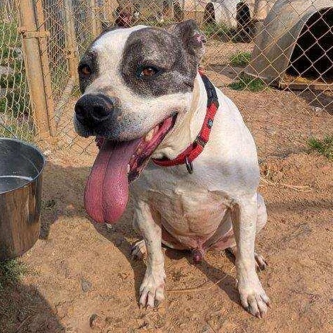 Loki, a ADOPTABLE Pit Bull Terrier in McKenzie, TN image 5/5