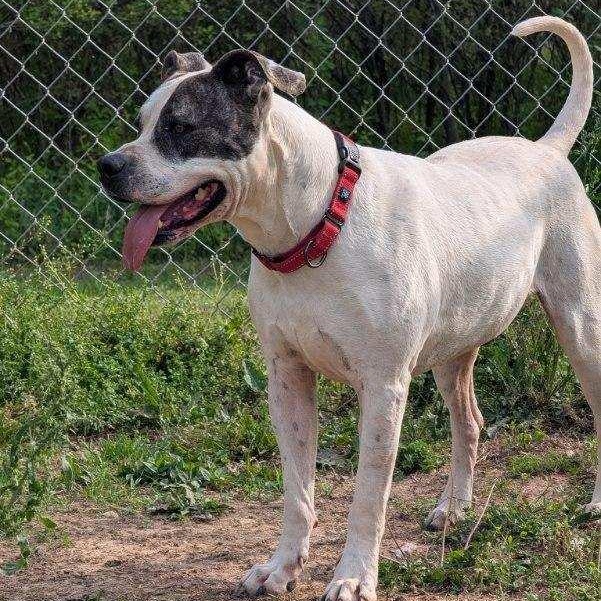 Loki, a ADOPTABLE Pit Bull Terrier in McKenzie, TN image 4/5