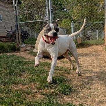 Loki, a ADOPTABLE Pit Bull Terrier in McKenzie, TN image 2/5