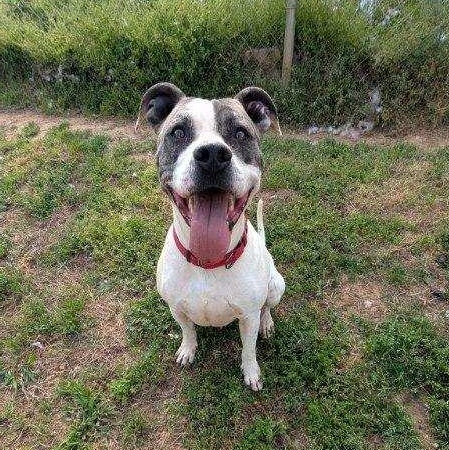 Loki, a ADOPTABLE Pit Bull Terrier in McKenzie, TN image 3/5