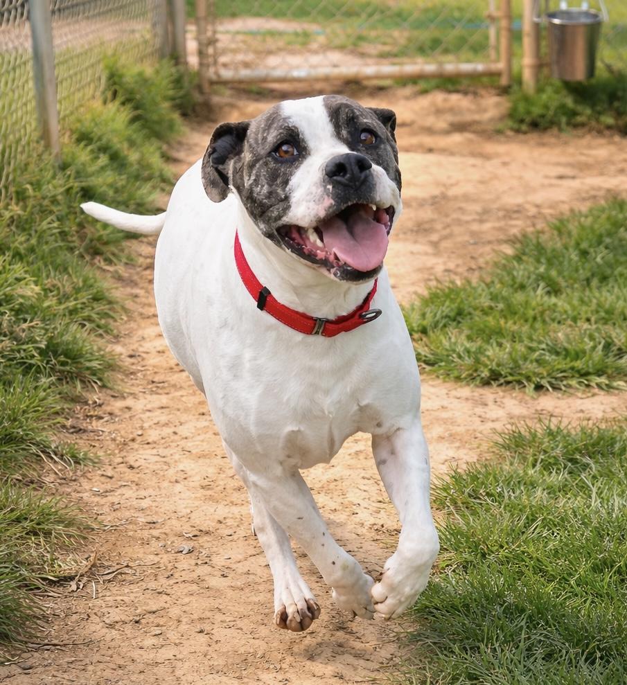 Loki, a ADOPTABLE Pit Bull Terrier in McKenzie, TN image 1/5