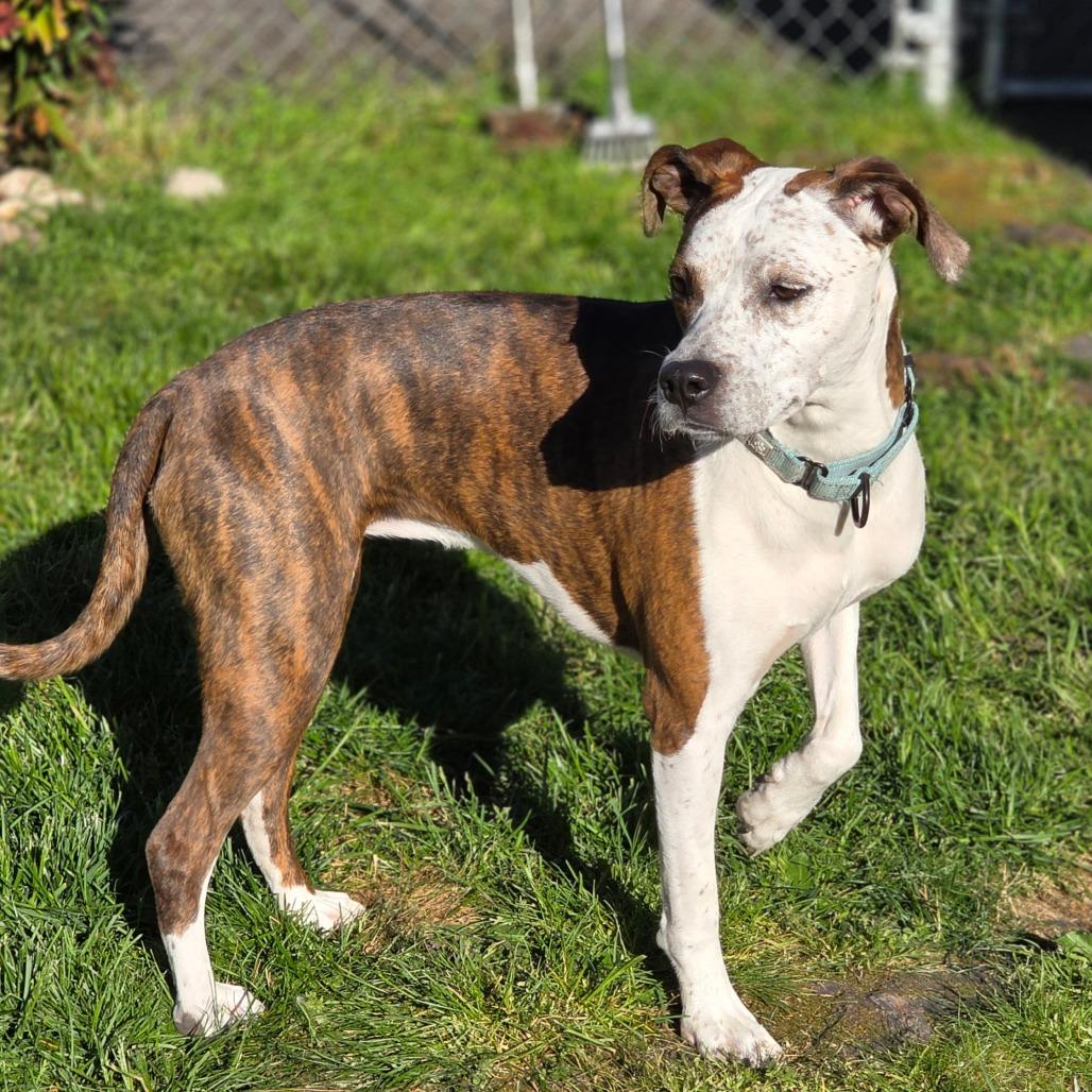 Enlarge Sweet Pea, a Adoptable mixed breed in Klamath Falls, OR image 1/1