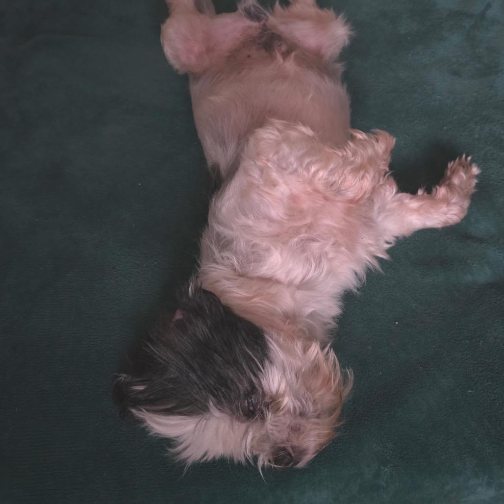 Jack, Adoptable, Senior Male Shih Tzu.