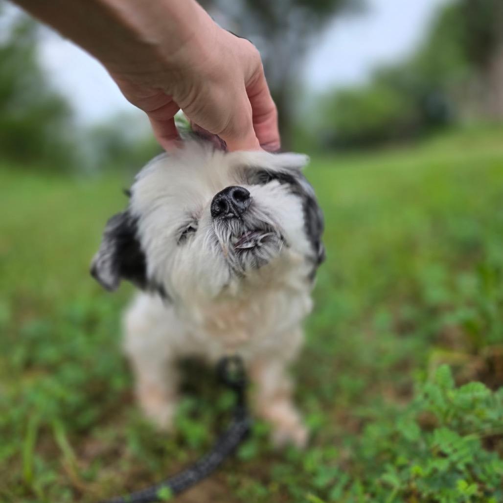 Enlarge Jack, a Adoptable Shih Tzu in Festus, MO image 2/6