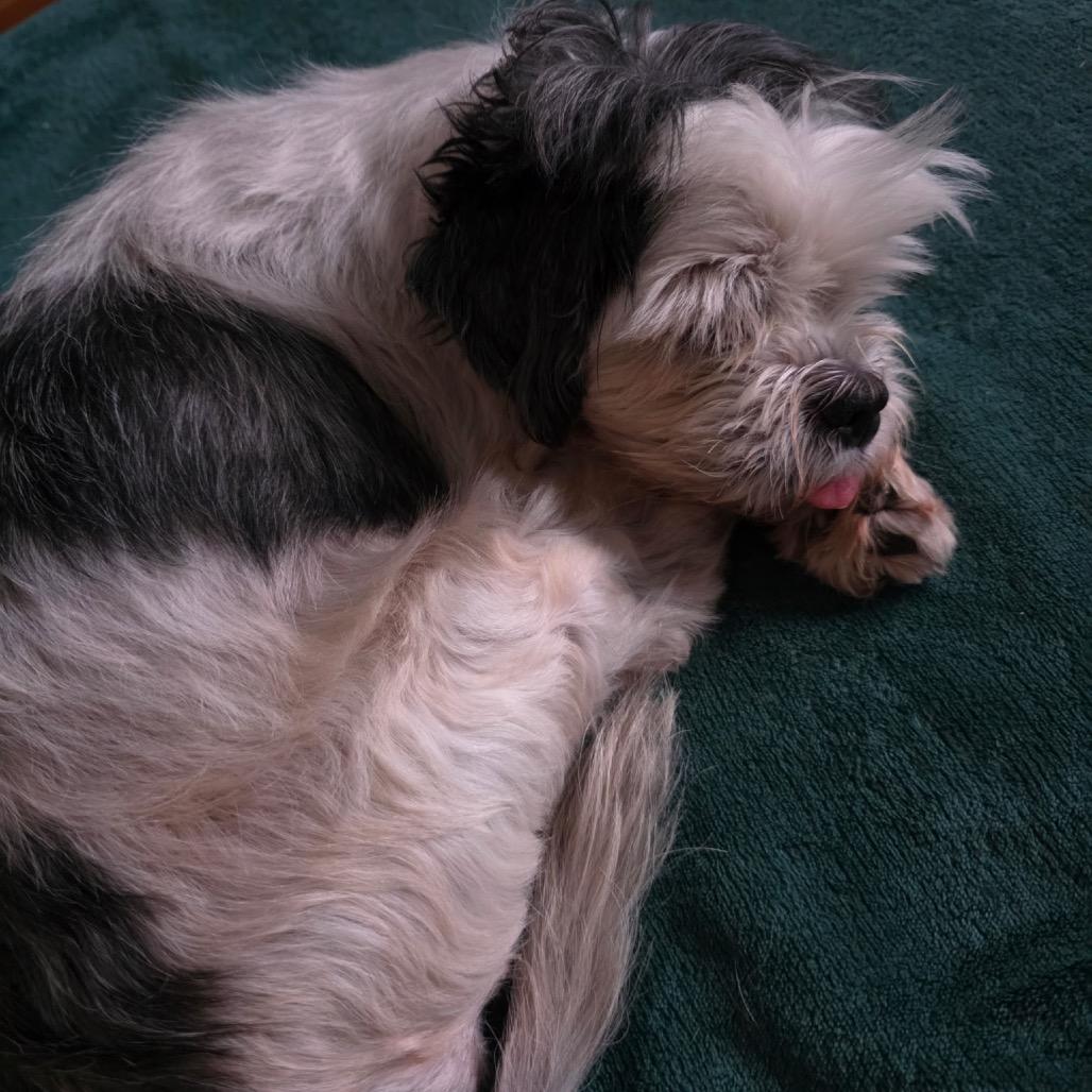 Enlarge Jack, a Adoptable Shih Tzu in Festus, MO image 3/6