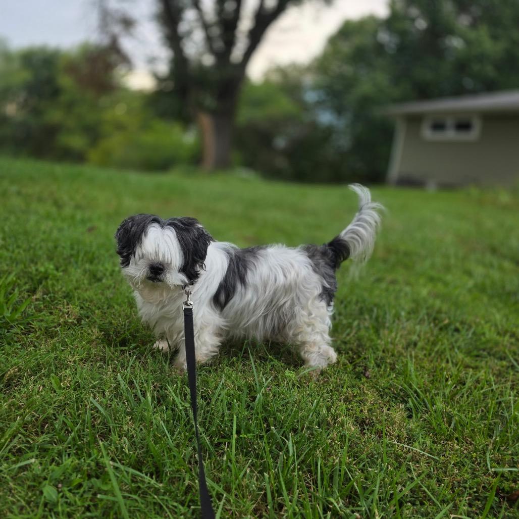 Enlarge Jack, a Adoptable Shih Tzu in Festus, MO image 4/6