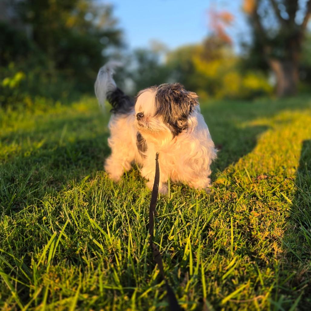 Enlarge Jack, a Adoptable Shih Tzu in Festus, MO image 5/6