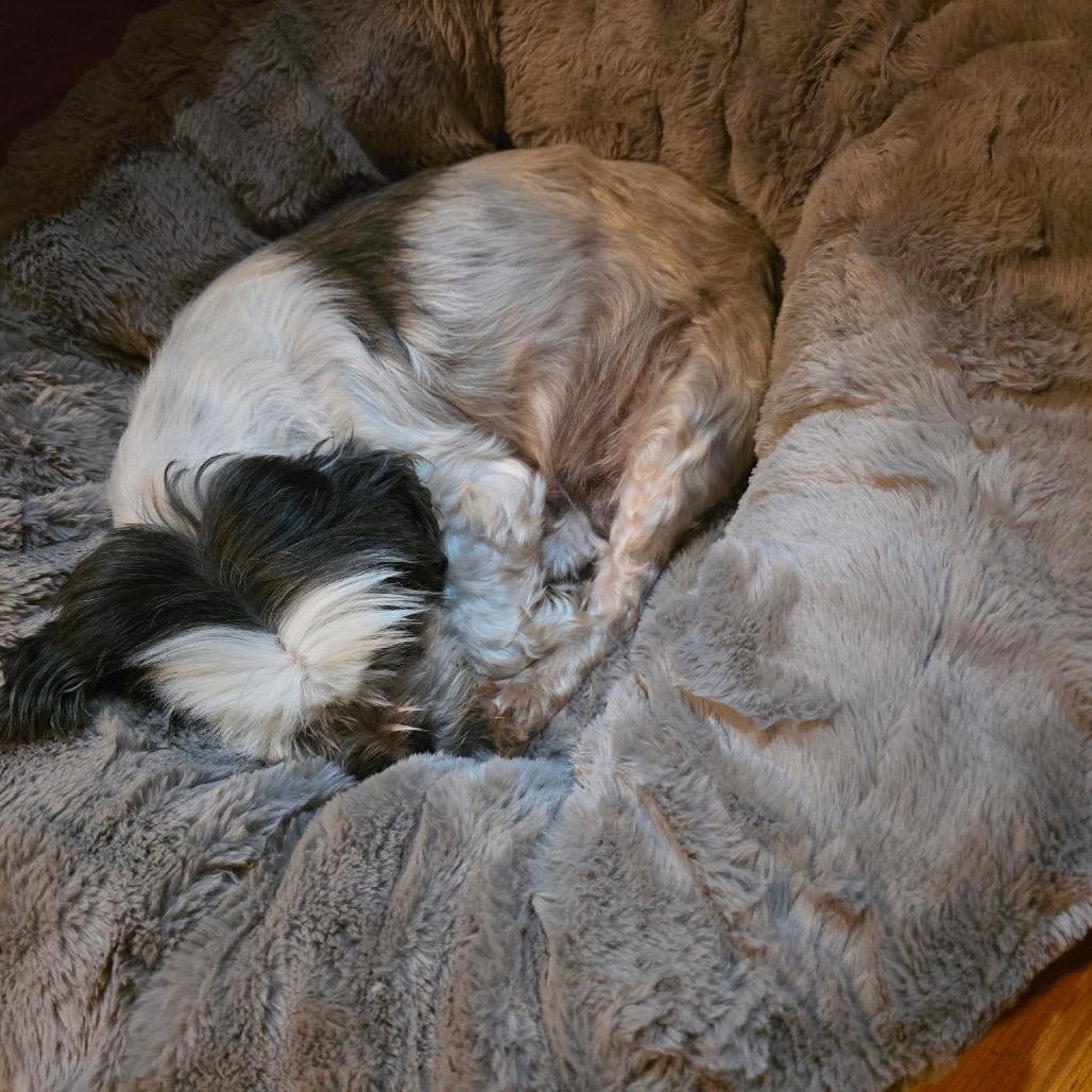 Enlarge Jack, a Adoptable Shih Tzu in Festus, MO image 6/6