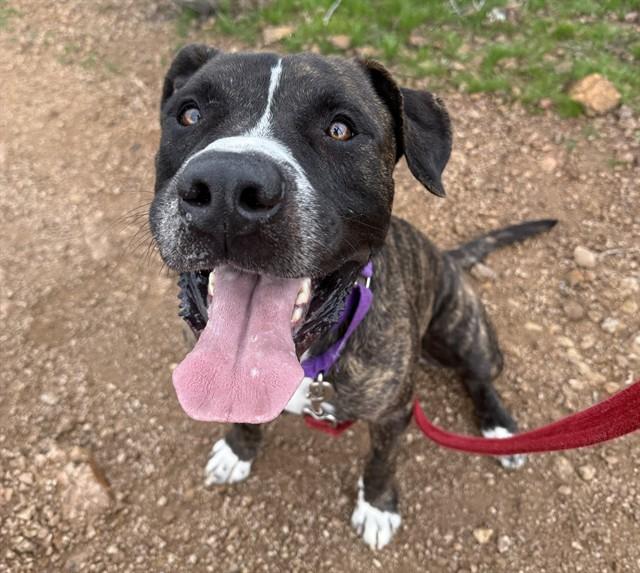 JOJO* — thumbnail 2