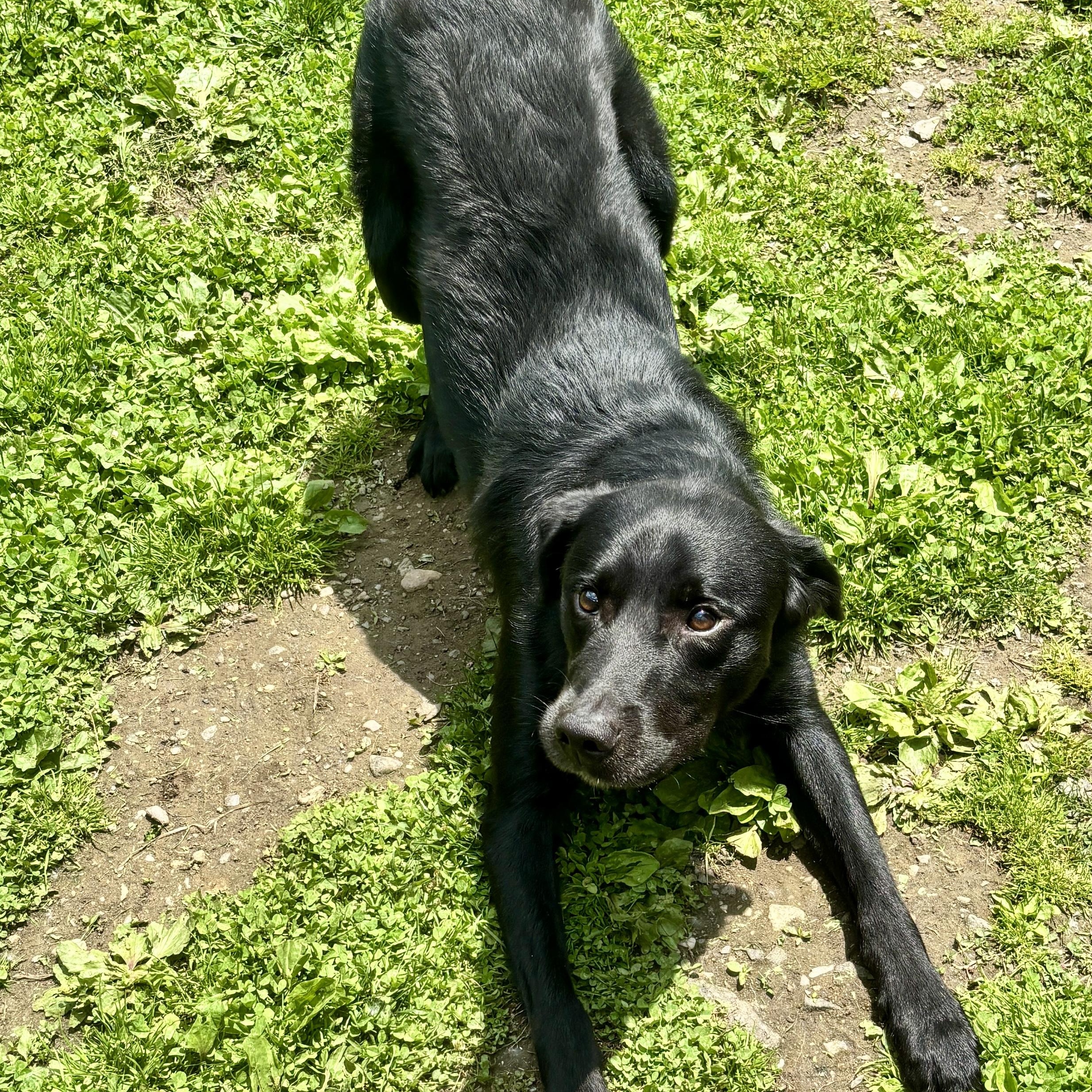 Scout 2