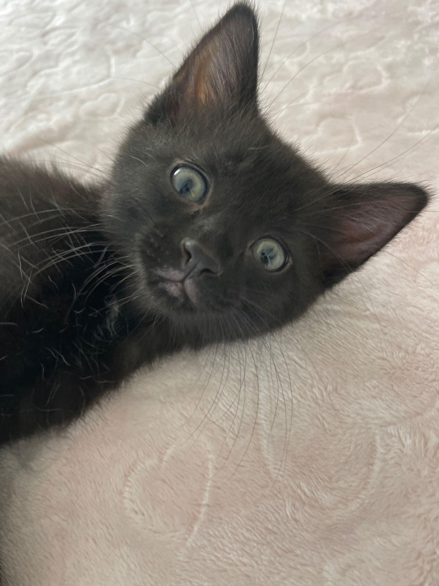 Enlarge Poetater, a Adoptable Domestic Short Hair in Island Lake, IL image 1/3