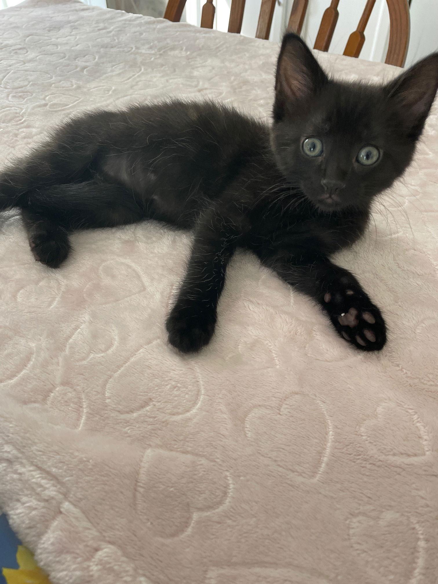 Enlarge Poetater, a Adoptable Domestic Short Hair in Island Lake, IL image 2/3