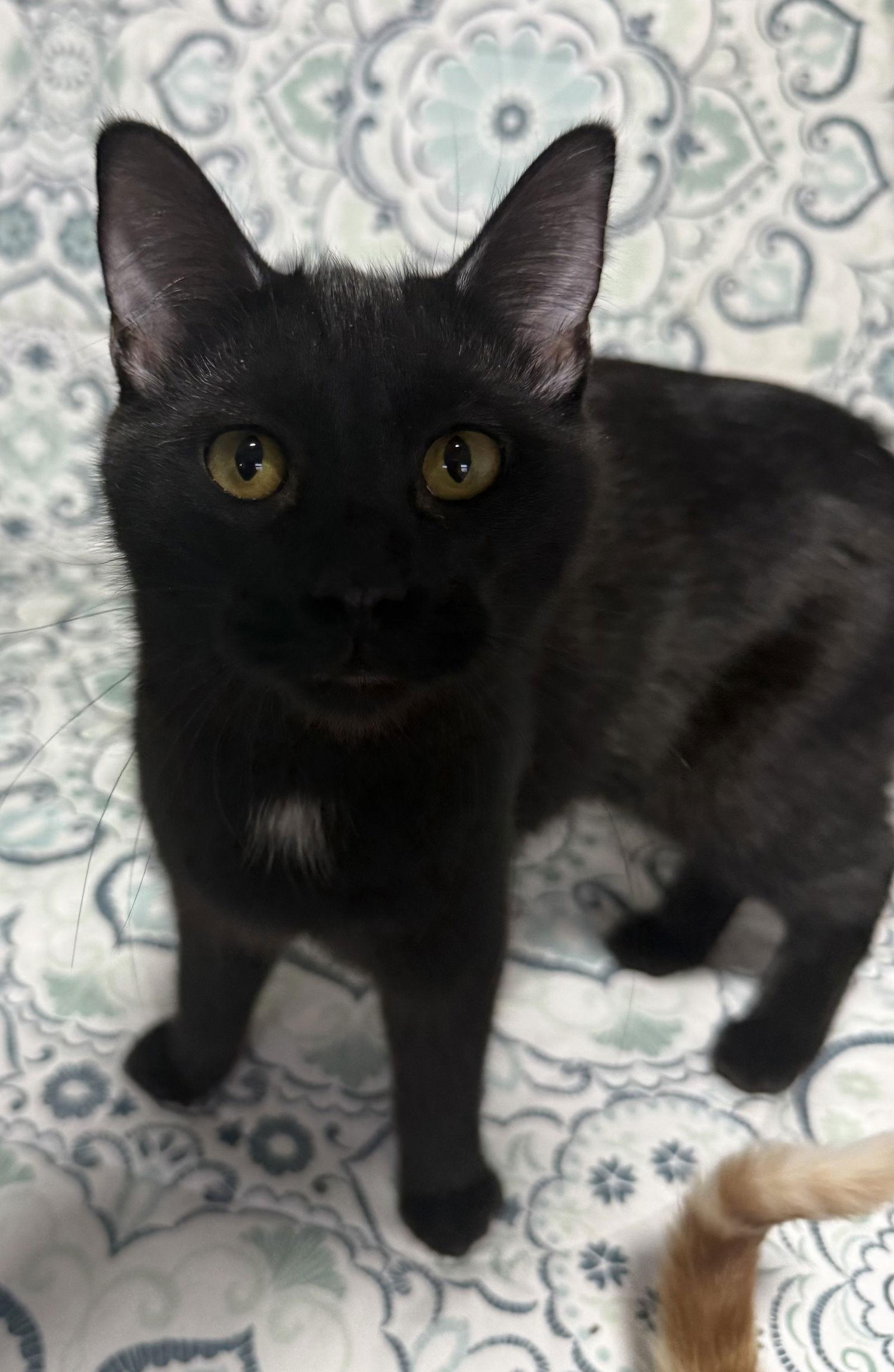 Poetater, Adoptable, Kitten Male Domestic Short Hair.