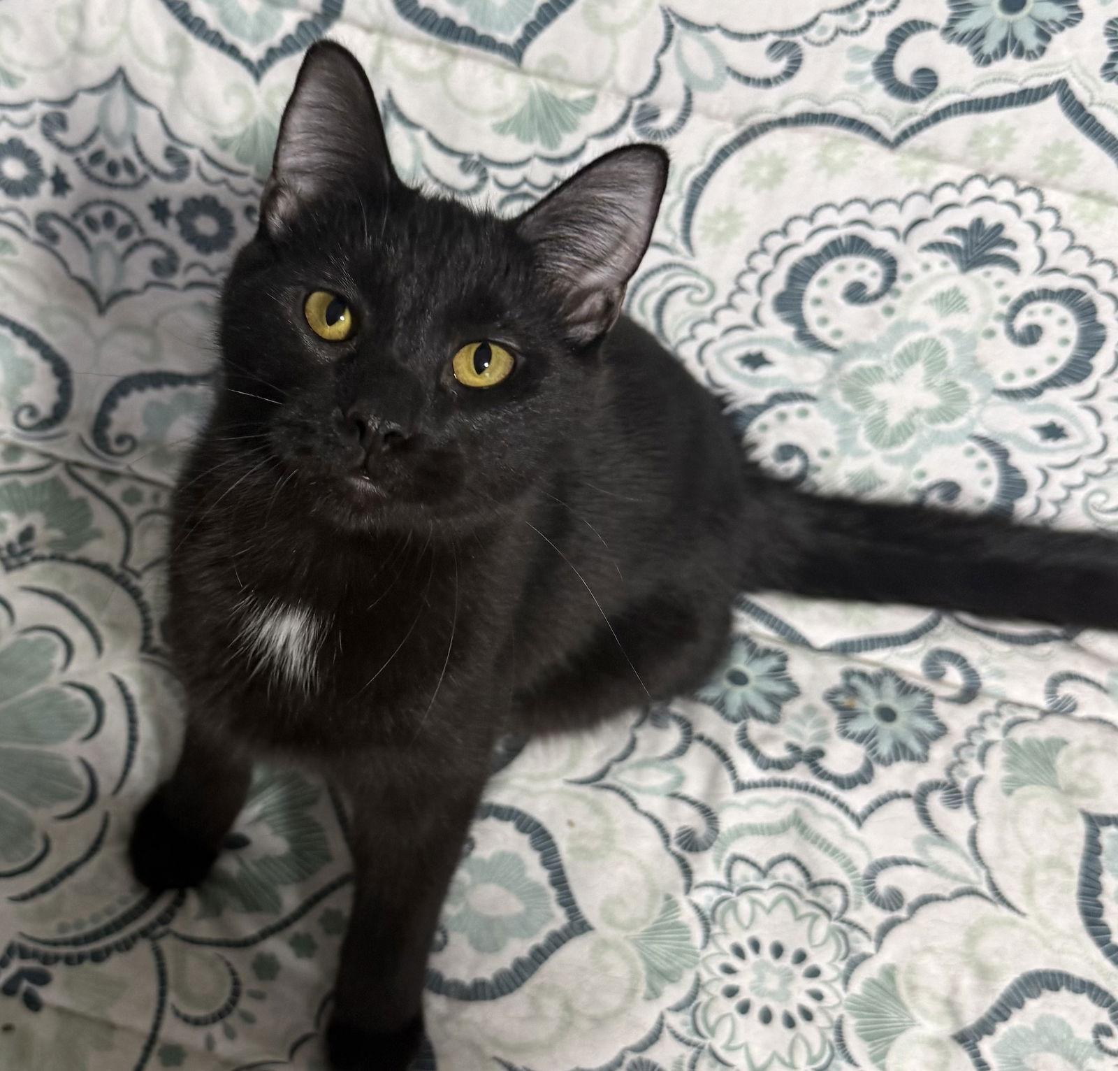 Enlarge Poetater, a Adoptable Domestic Short Hair in Island Lake, IL image 2/3