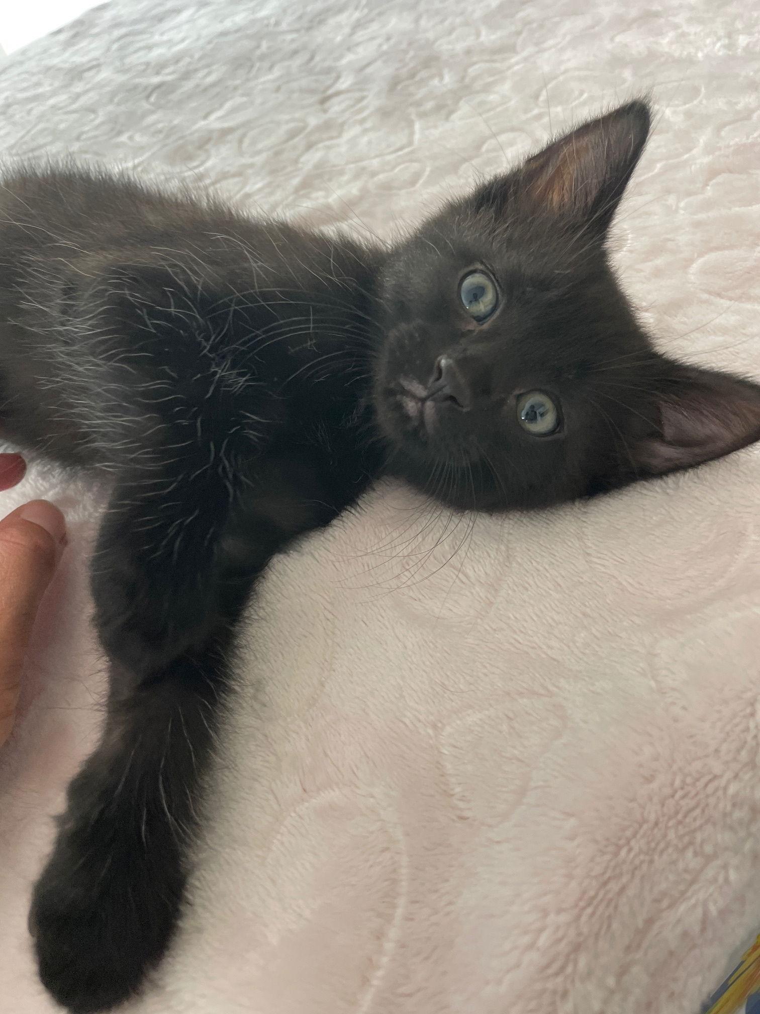 Enlarge Poetater, a Adoptable Domestic Short Hair in Island Lake, IL image 3/3