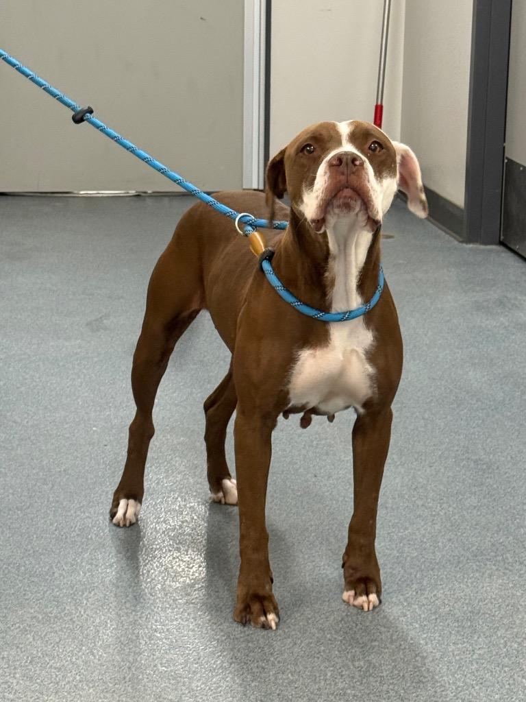 Amber, Adoptable, Adult Female Pit Bull Terrier & Mixed Breed.