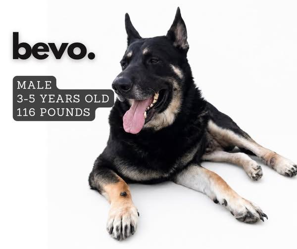 Enlarge Bevo, a Adoptable German Shepherd Dog in Ashland, KY image 1/1