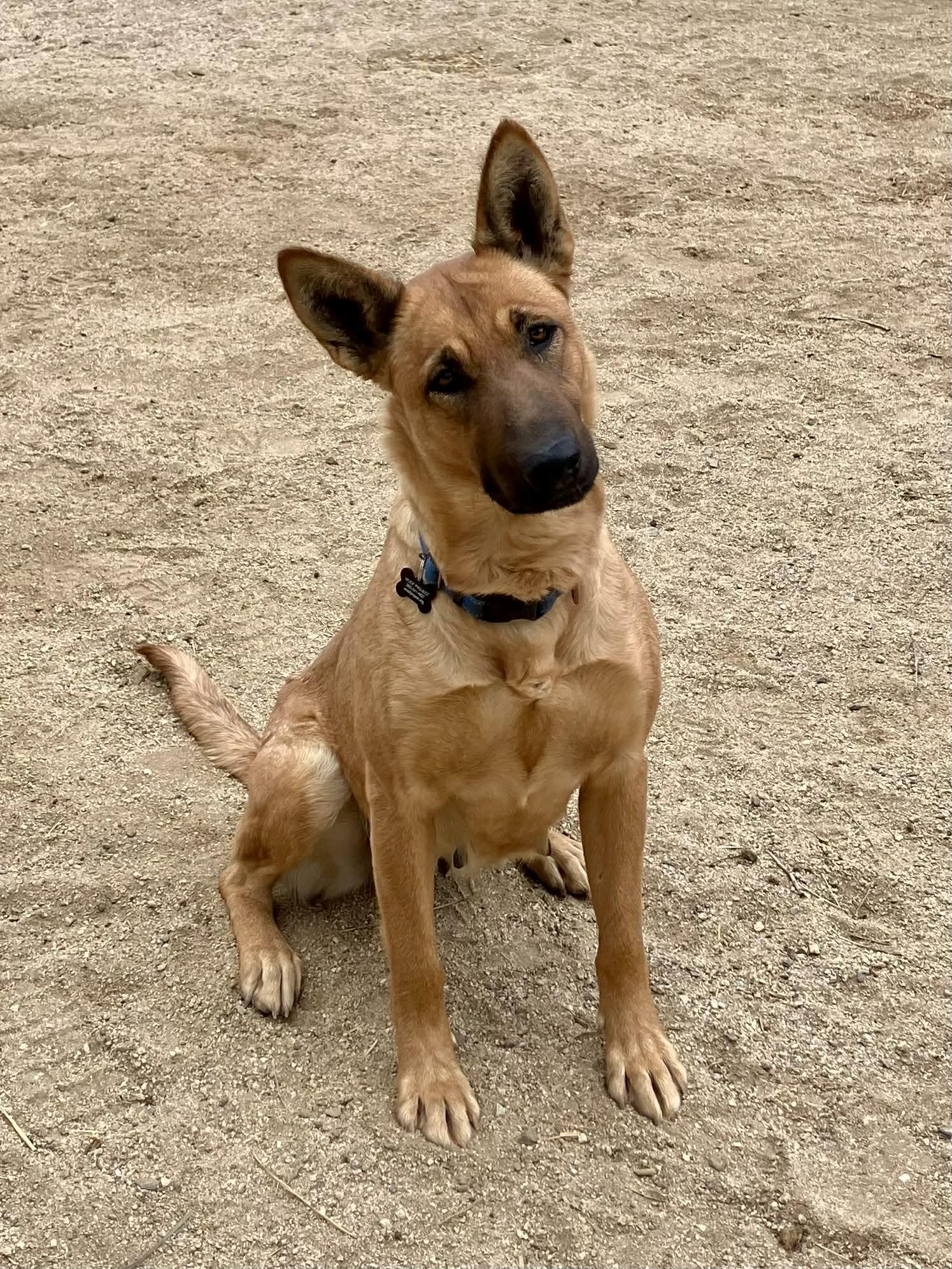 Poppi, Adoptable, Young Female German Shepherd Dog.