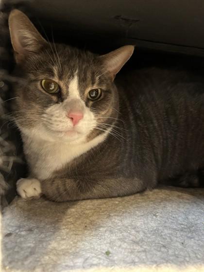 Enlarge Henry, a ADOPTABLE Domestic Short Hair in Hamilton, MT image 2/3