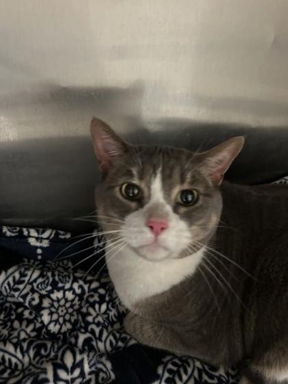 Enlarge Henry, a ADOPTABLE Domestic Short Hair in Hamilton, MT image 3/3