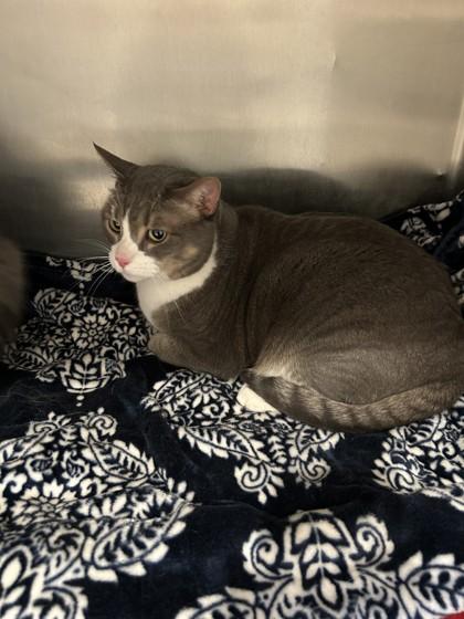 Enlarge Henry, a ADOPTABLE Domestic Short Hair in Hamilton, MT image 1/3