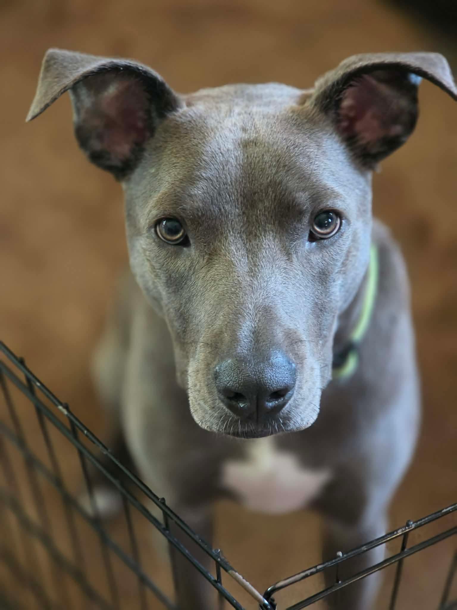 Enlarge Rip, a Adopted Pit Bull Terrier in Minneapolis, MN image 1/3