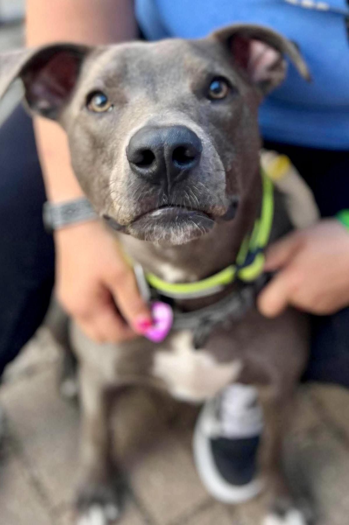 Enlarge Rip, a Adopted Pit Bull Terrier in Minneapolis, MN image 3/3