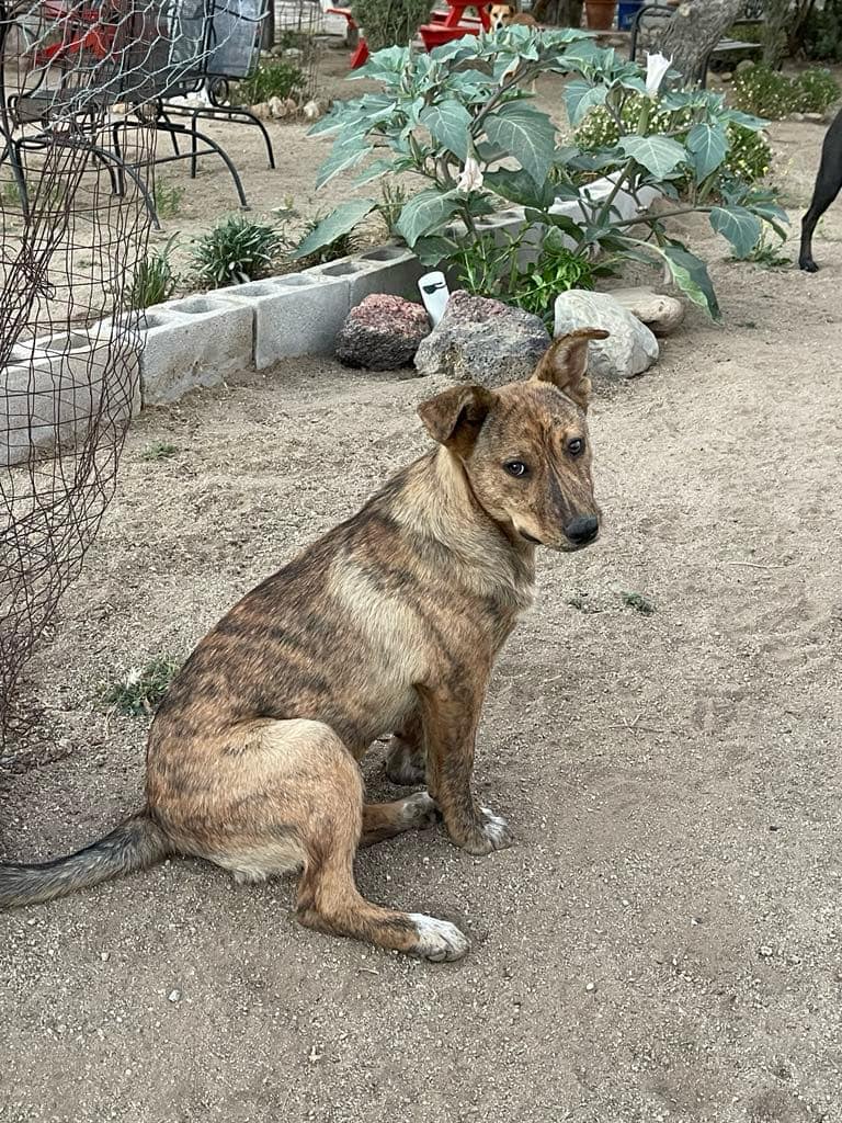 Penny, a Adoptable Mountain Cur in Chula Vista, CA image 1/4