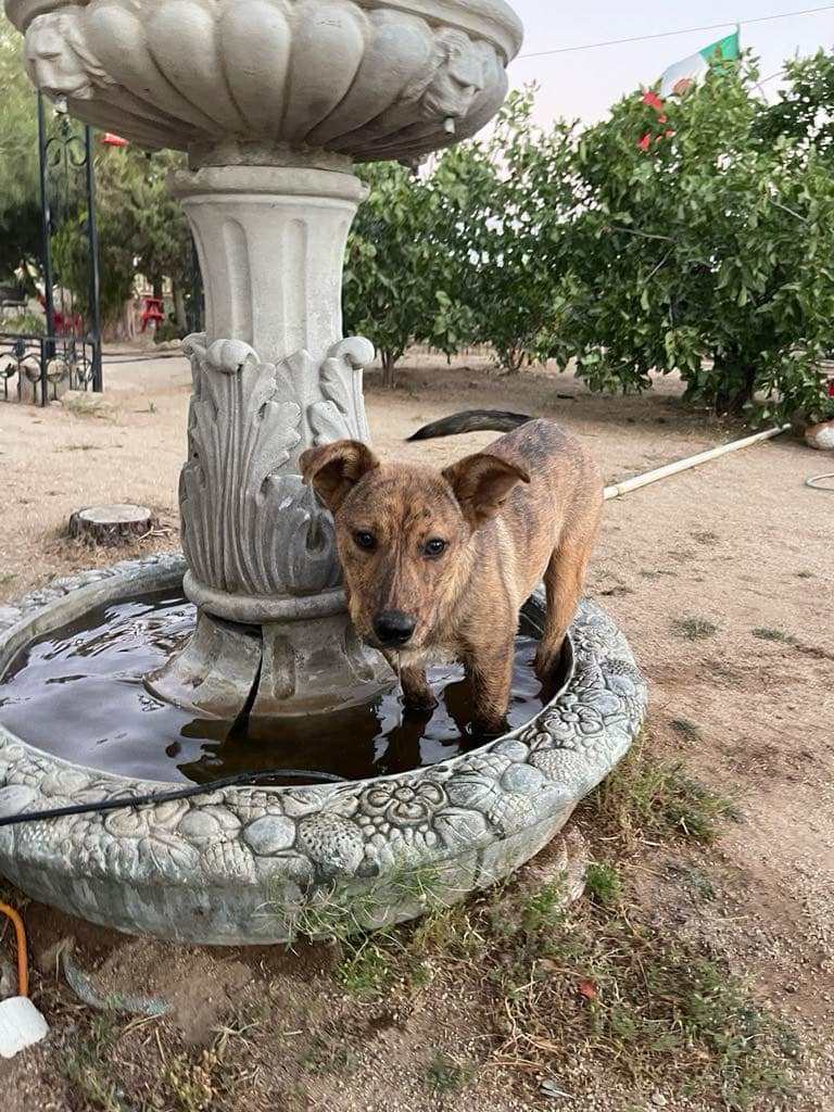 Penny photo 3