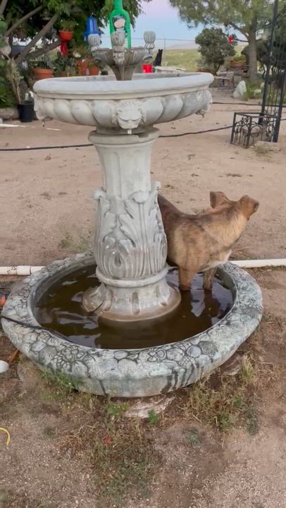 Enlarge Penny, a Adoptable Mountain Cur in Chula Vista, CA video 4/4