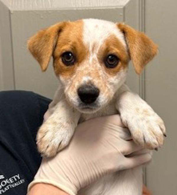 Nigiri, Adoptable, Puppy Female Terrier & Chihuahua.