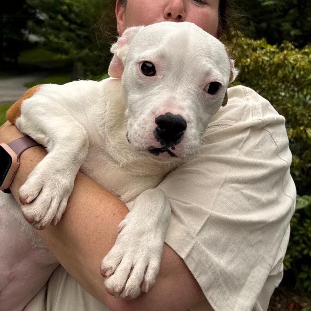 Enlarge NY NooNoo Jul 25 (4H Putnam County Fair Carmel NY), a Adoptable mixed breed in Carmel, NY image 3/3
