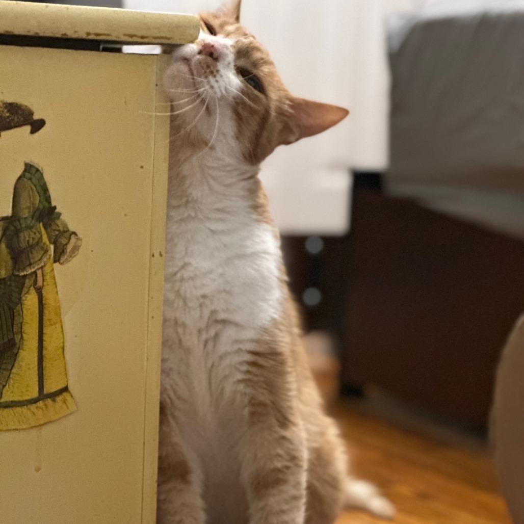 Dexter, Adoptable, Senior Male Domestic Short Hair.